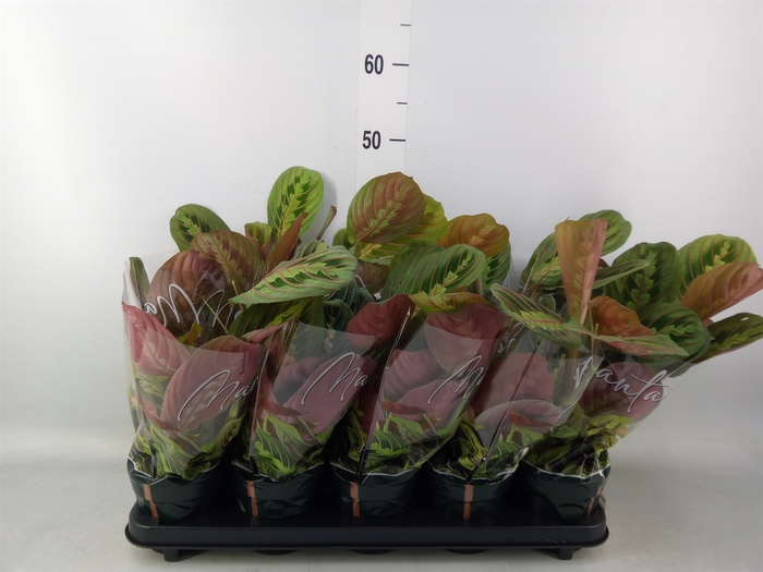 <h4>Maranta leuc. 'Fascinator'</h4>
