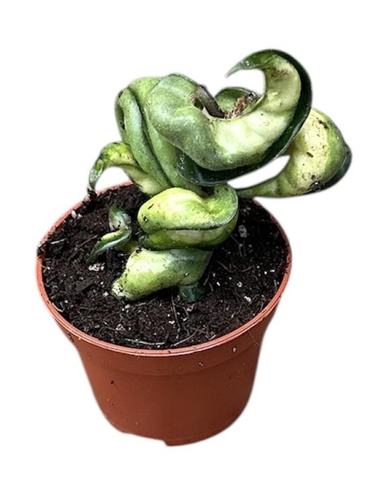 <h4>Hoya Compacta Mauna Loa</h4>