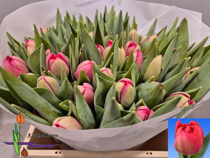 <h4>TU DU BELGRAVIA</h4>