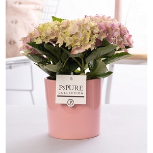 Hydrangea pink in P&PURE Essential ceramics pink