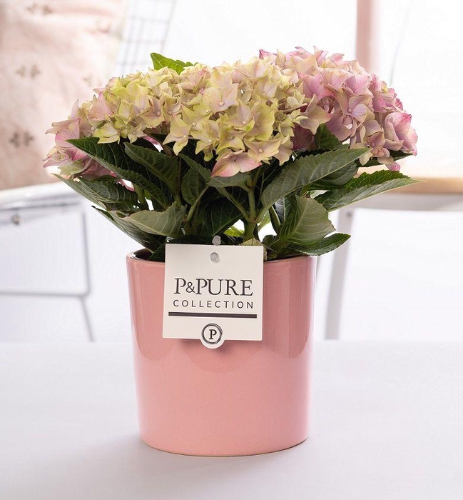 <h4>Hydrangea pink in P&PURE Essential ceramics pink</h4>