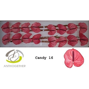 Anth A Candy 11 cm X16 Spek Flowers