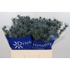 Eryngium Blue Dynamite