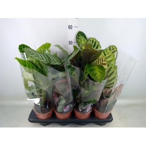 Calathea   ...mix