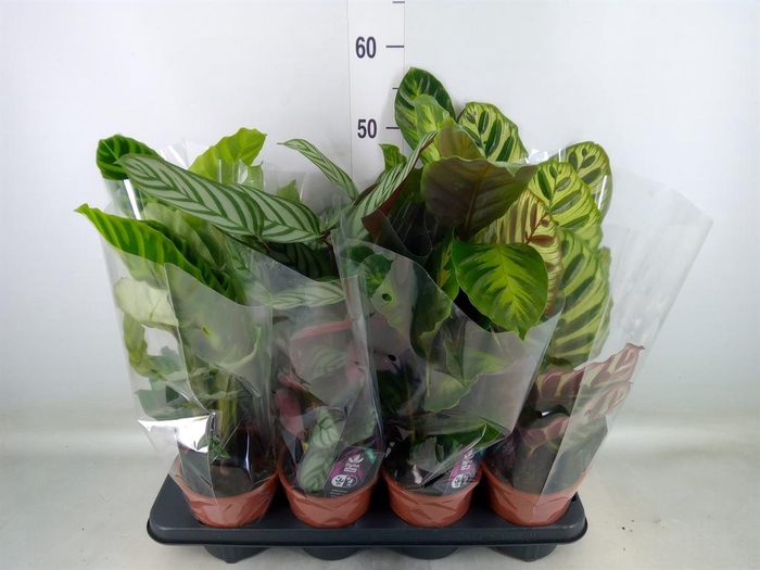 <h4>Calathea ...mix</h4>