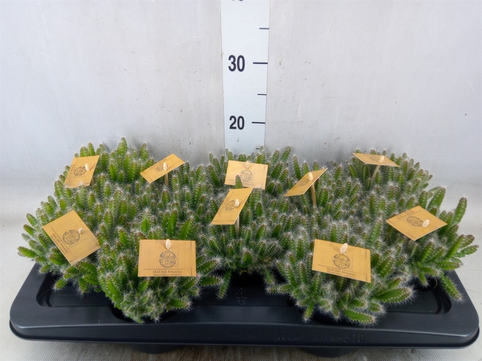 <h4>Hylocereus undatus</h4>