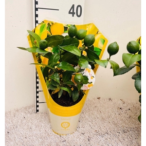 Citrus meyeri Lemon mini-stem in sleeve