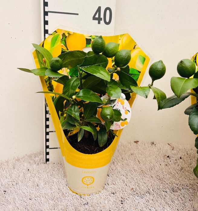 <h4>Citrus meyeri Lemon mini-stem in sleeve</h4>