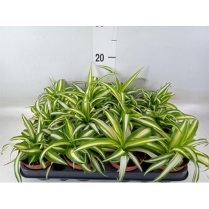 Chlorophytum com. 'Variegatum'