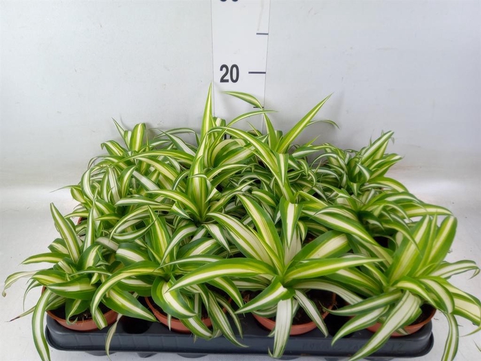 <h4>Chlorophytum com. 'Variegatum'</h4>