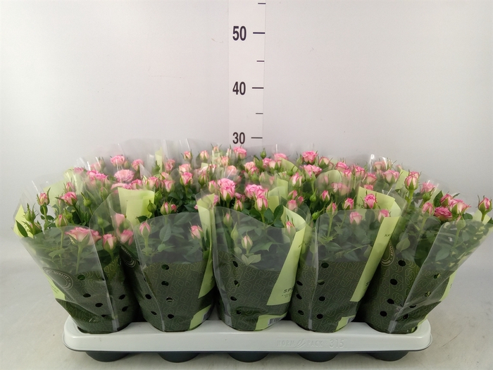 <h4>Rosa  'Carousel Kordana'</h4>