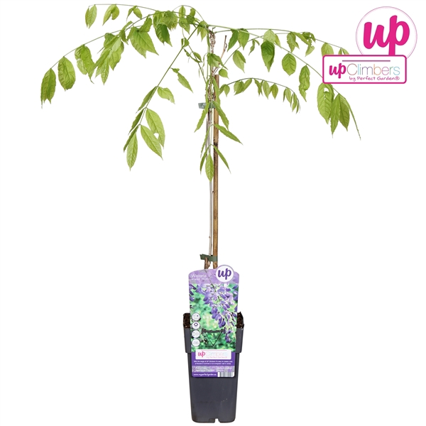 <h4>Wisteria sinensis Prolific P15</h4>