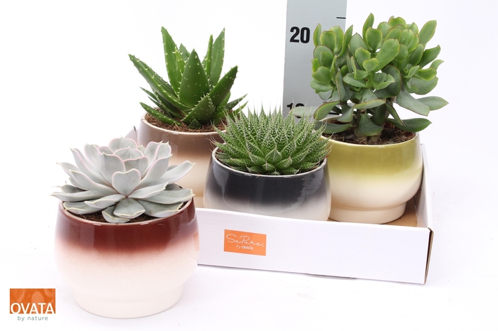 <h4>SUCC GEM 4 SRT</h4>