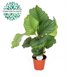 Calathea Orbifolia p17