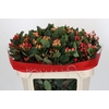 Hypericum Rainbow Romance Spray