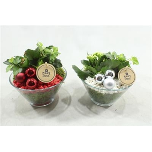 0709 Pinda Schaaltje