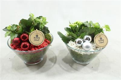 <h4>0709 Pinda Schaaltje</h4>