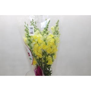 BOCA DE LEAO POTOMAC YELLOW 070 CM