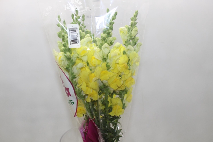 <h4>BOCA DE LEAO POTOMAC YELLOW 070 CM</h4>