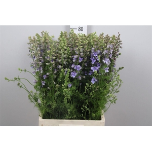 Delph Aj Ov Lavender