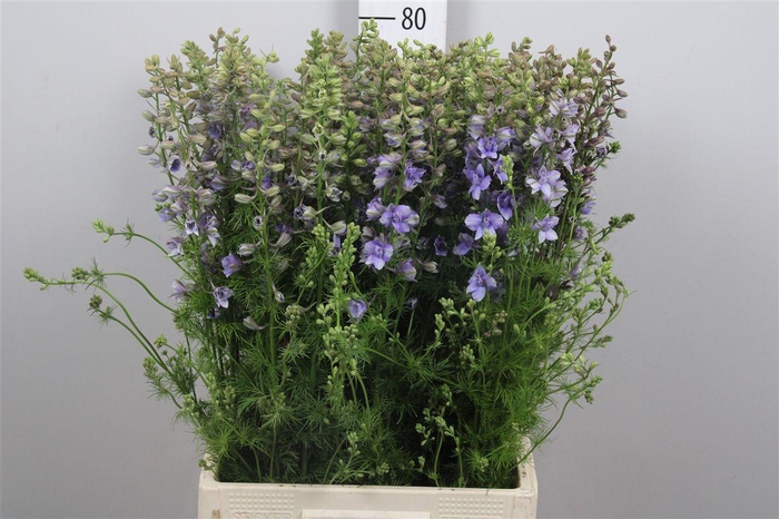 <h4>Delph Aj Ov Lavender</h4>