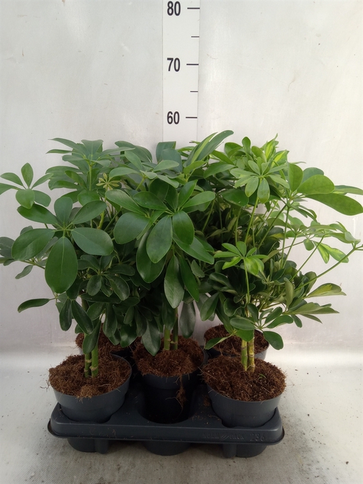 <h4>Schefflera arbor.   ...</h4>