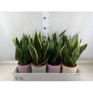 Sansevieria trifa.   ...