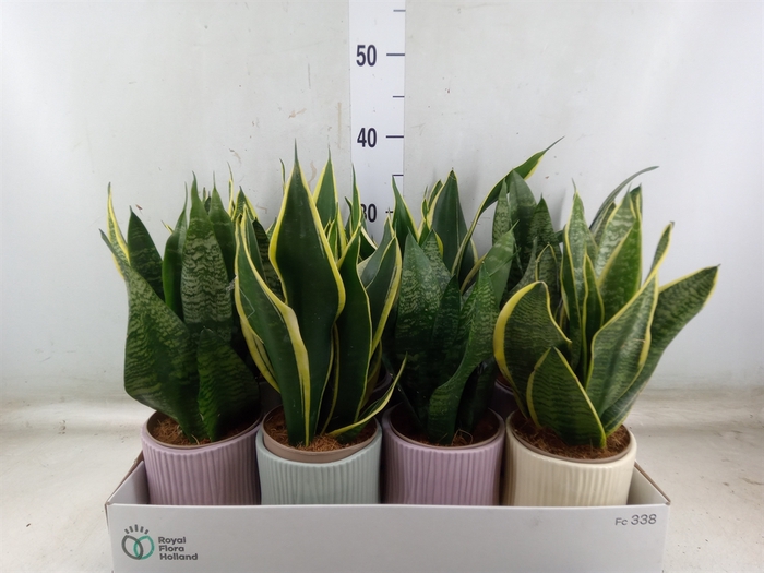 <h4>Sansevieria trifa.   ...</h4>