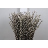 Salix Ca Snow Flake