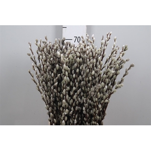 Salix Ca Snow Flake