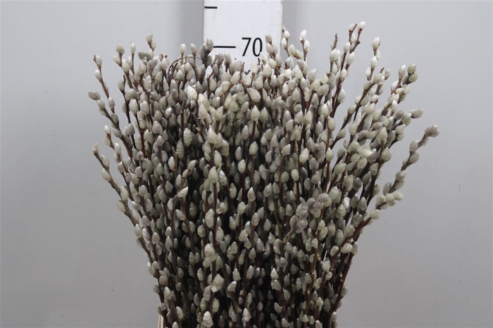 <h4>Salix Ca Snow Flake</h4>