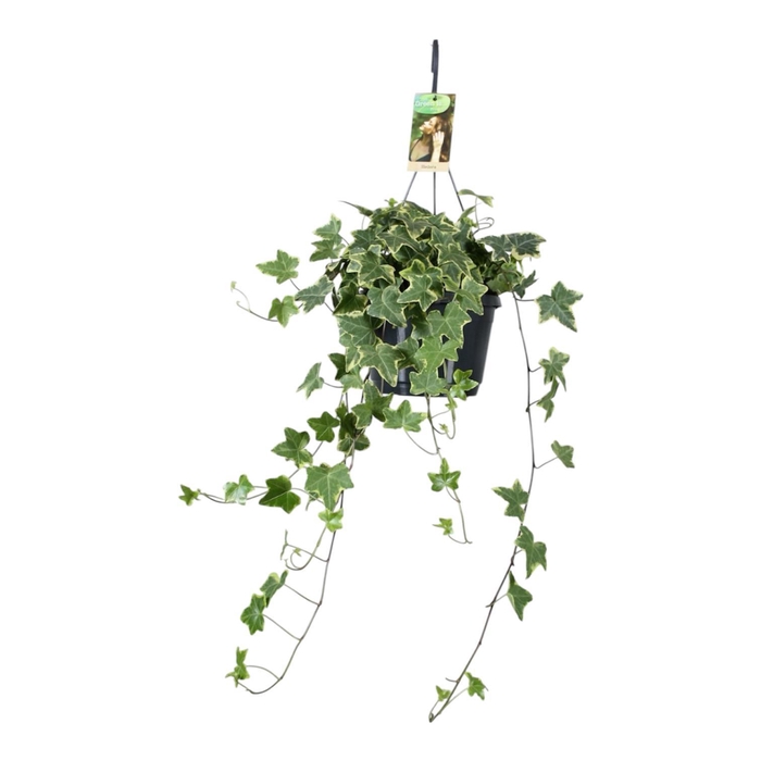 <h4>Hedera helix geelbont - hangpot wit / basic</h4>