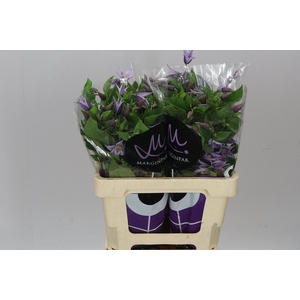 Clematis Star River