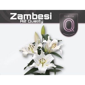 LI OT ZAMBESI A2 A2 doos 2+