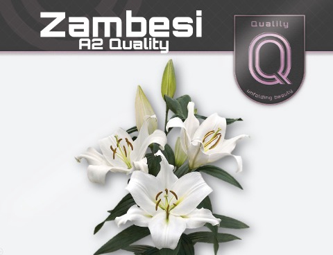 <h4>LI OT ZAMBESI A2 A2 doos 2+</h4>