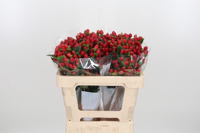 <h4>Hyp Mag Triumph</h4>