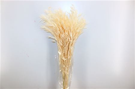 <h4>Dried Avena Salv Bleached Bunch</h4>