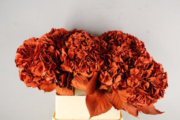 <h4>Hydrangea Orange</h4>