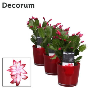 Schlumbergera - 9 cm - Glaspot Nashville red - Decorum