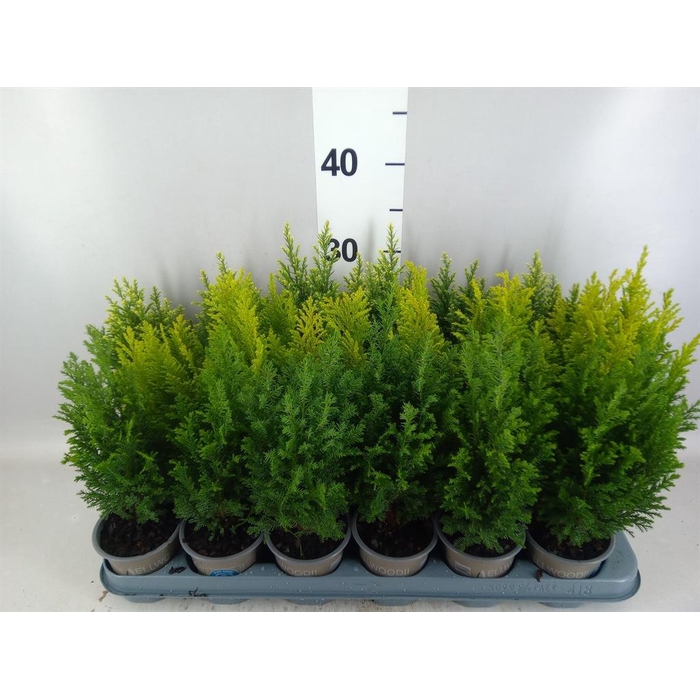 <h4>Conifers   ...</h4>