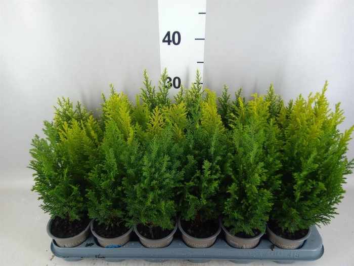 <h4>Conifers   ...</h4>
