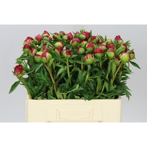 Paeonia Carina