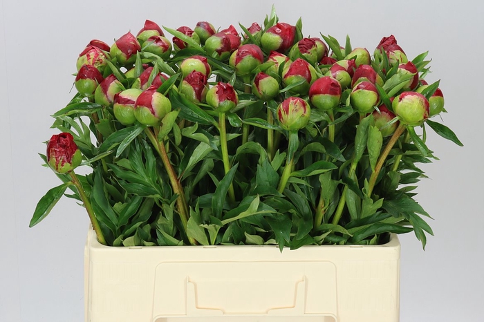 <h4>Paeonia Carina</h4>