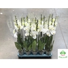 Phalaenopsis Biały 12Ø 70cm 3 Pędy