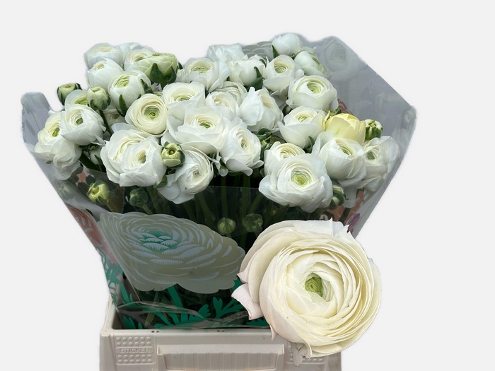 <h4>RAN EL WHITE</h4>