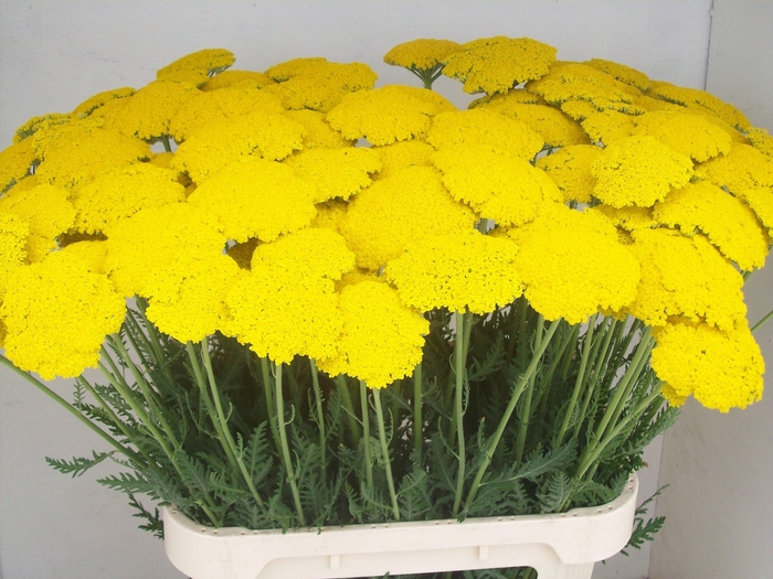 <h4>ACHIL F PARK VARIETY</h4>