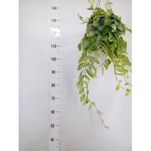 Aeschynanthus lobb. 'Variegatus'