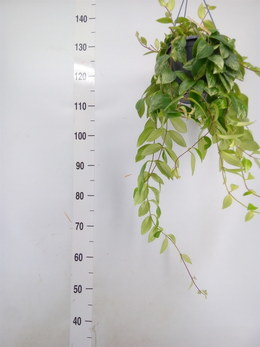 <h4>Aeschynanthus lobb. 'Variegatus'</h4>