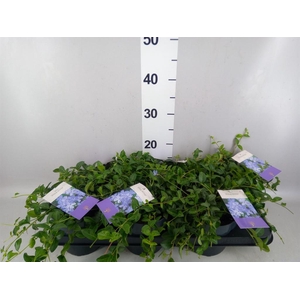 Vinca minor