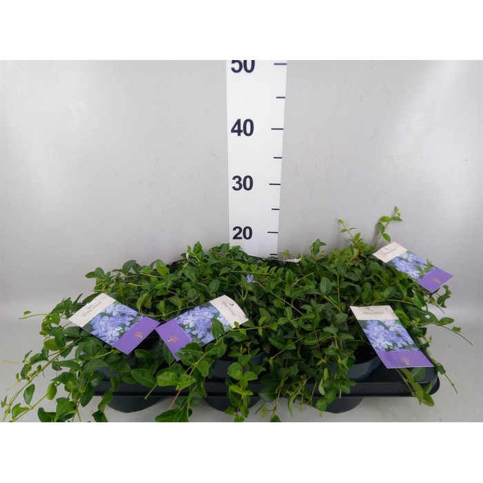 <h4>Vinca minor</h4>